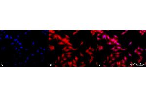 Immunocytochemistry/Immunofluorescence analysis using Rat Anti-HSF1 Monoclonal Antibody, Clone 10H8 . (HSF1 anticorps  (AA 378-395) (Atto 390))
