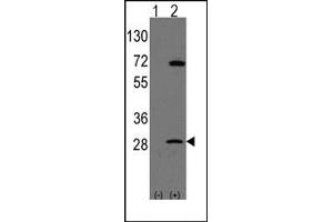 Image no. 1 for anti-Prohibitin (PHB) (N-Term) antibody (ABIN357836) (Prohibitin anticorps  (N-Term))
