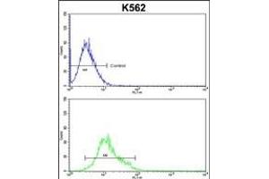 ID Antibody (N-term) (ABIN652735 and ABIN2842487) flow cytometric analysis of k562 cells (bottom histogram) compared to a negative control cell (top histogram).
