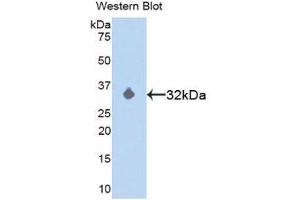 Western Blotting (WB) image for anti-Mitogen-Activated Protein Kinase Kinase 3 (MAP2K3) (AA 99-343) antibody (ABIN1859745) (MAP2K3 anticorps  (AA 99-343))