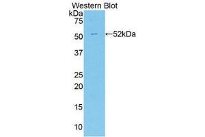 Western Blotting (WB) image for anti-Apelin (APLN) (AA 24-77) antibody (ABIN1858039) (Apelin anticorps  (AA 24-77))