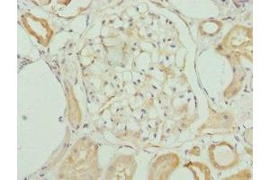 Immunohistochemistry of paraffin-embedded human kidney tissue using ABIN7157482 at dilution of 1:100