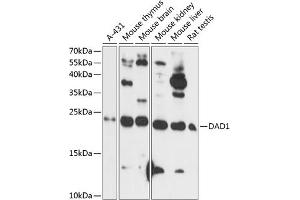 Western blot analysis of extracts of various cell lines, using D antibody (ABIN7266720) at 1:1000 dilution. (DAD1 anticorps  (AA 1-100))