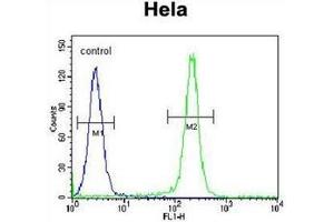 Flow cytometric analysis of Hela cells using FNIP2 Antibody (C-term) Cat. (FNIP2 anticorps  (C-Term))