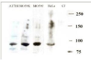 Western blotting with anti-ARTEMIS antibody ABIN117935 at a 1:500 dilution in various cell lysates. (DCLRE1C anticorps  (AA 482-495))