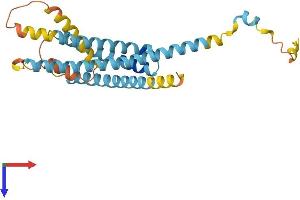 AlphaFold protein structure predicition of Human Recombinant LAPTM5 Protein, UniprotID Q13571