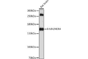 Western blot analysis of extracts of rat brain, using ErbB4/HER4 antibody (ABIN6134572, ABIN6140256, ABIN6140258 and ABIN6213976) at 1:1000 dilution. (ERBB4 anticorps  (AA 1150-1250))