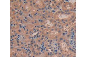 Used in DAB staining on fromalin fixed paraffin- embedded kidney tissue (FBLN7 anticorps  (AA 223-440))