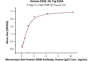 Immobilized Human OX40, His Tag (ABIN2181572,ABIN2181571) at 2 μg/mL (100 μL/well) can bind Monoclonal A OX40 Antibody, Human IgG1  with a linear range of 0. (TNFRSF4 Protein (AA 29-216) (His tag))
