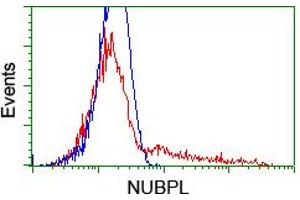Flow Cytometry (FACS) image for anti-Nucleotide Binding Protein-Like (NUBPL) (AA 1-250) antibody (ABIN1490634) (NUBPL anticorps  (AA 1-250))