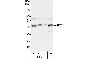 anti-Ubiquitin Fusion Degradation Protein 1 Homolog (UFD1L) (AA 175-225) antibody