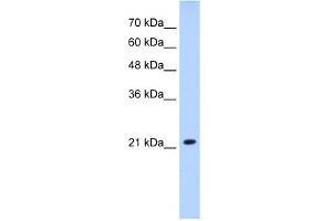 SLC25A14 antibody used at 2. (SLC25A14 anticorps)