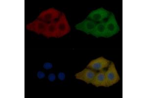 SPTBN1 Mouse Monoclonal Antibody staining Hela cells by IF/ICC. (SPTBN1 anticorps  (N-Term))