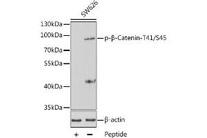 Western blot analysis of extracts from SW626 cells using Phospho-β-Catenin-T41/S45 antibody (ABIN3020171, ABIN3020172 and ABIN3020173). (CTNNB1 anticorps  (pSer45, pThr41))