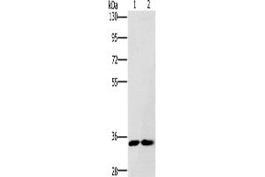 Western Blotting (WB) image for anti-Fas Apoptotic Inhibitory Molecule 2 (FAIM2) antibody (ABIN2430057) (FAIM2 anticorps)