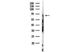 anti-Protein Disulfide Isomerase Family A, Member 2 (PDIA2) (C-Term) antibody