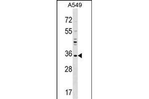 UNKL Antibody (N-term) (ABIN1538817 and ABIN2848922) western blot analysis in A549 cell line lysates (35 μg/lane).