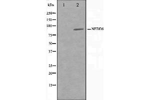 Western blot analysis on Jurkat cell lysate using NEDD8 Antibody,The lane on the left is treated with the antigen-specific peptide. (NEDD8 anticorps)