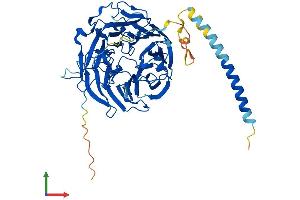 AlphaFold protein structure predicition of Human Recombinant CORO2B Protein, UniprotID Q9UQ03