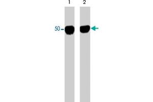 Western blot analysis of purified human brain tubulin untreated (lane 1) or treated with ERK2 kinase to phosphorylate Ser-172 (lane 2). (TUBA1A anticorps)