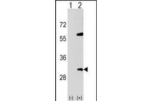 Western blot analysis of SNF8 (arrow) using rabbit polyclonal SNF8 Antibody (N-term) (ABIN1539325 and ABIN2849028). (SNF8 anticorps  (N-Term))