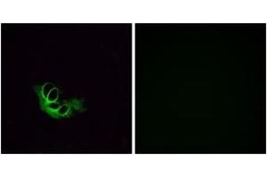 Immunofluorescence (IF) image for anti-Olfactory Receptor, Family 56, Subfamily A, Member 1 (OR56A1) (AA 241-290) antibody (ABIN2890942) (OR56A1 anticorps  (AA 241-290))
