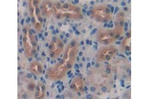 IHC-P analysis of Mouse Tissue, with DAB staining. (Klotho anticorps  (AA 59-508))