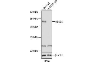 Western blot analysis of extracts from normal (control) and UBE2O knockout (KO) HeLa cells, using UBE2O antibody (ABIN6130342, ABIN6149817, ABIN6149818 and ABIN7101351) at 1:1000 dilution. (UBE2O anticorps  (AA 1073-1292))
