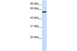 WB Suggested Anti-MTX1 Antibody Titration:  0. (Metaxin 1 anticorps  (C-Term))
