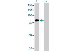 Western Blot analysis of VWA5A expression in transfected 293T cell line by VWA5A MaxPab polyclonal antibody. (VWA5A anticorps  (AA 1-786))