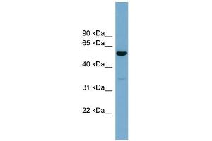 WB Suggested Anti-ACTR10 Antibody Titration: 0. (ACTR10 anticorps  (Middle Region))