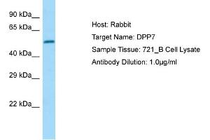 Western Blotting (WB) image for anti-Dipeptidyl-Peptidase 7 (DPP7) (Middle Region) antibody (ABIN2790177) (DPP7 anticorps  (Middle Region))