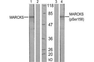 Western blot analysis of extract from starved NIH/3T3 cells, using MARCKS (Ab-158) antibody (E021285, Lane 1 and 2) and MARCKS (phospho-Ser158) antibody (E011293, Lane 3 and 4). (MARCKS anticorps)