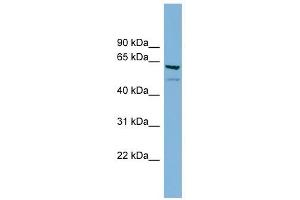 C7ORF43 antibody used at 1 ug/ml to detect target protein. (C7orf43 anticorps  (Middle Region))