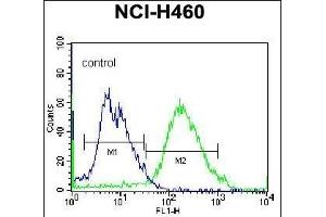 GSR Antibody (C-term) (ABIN655985 and ABIN2845369) flow cytometric analysis of NCI- cells (right histogram) compared to a negative control -Rabbit IgG alone (left histogram). (Glutathione Reductase anticorps  (C-Term))