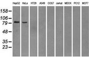 Western blot analysis of extracts (35 µg) from 9 different cell lines by using anti-PDE10A monoclonal antibody. (PDE10A anticorps)