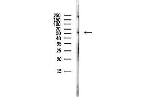 anti-Ena-Vasodilator Stimulated Phosphoprotein (EVL) (Internal Region) antibody