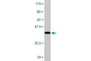 Western Blot detection against Immunogen (37. (PCDHA5 anticorps  (AA 183-289))