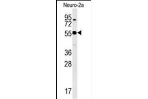WDR18 Antibody (C-term) (ABIN651548 and ABIN2840296) western blot analysis in Neuro-2a cell line lysates (35 μg/lane). (WDR18 anticorps  (C-Term))
