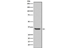 Western blot analysis of Endo G expression in HepG2 cell lysate.