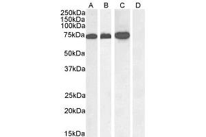 ABIN184690 (1µg/ml) staining of A431 nuclear (A), Jurkat (B), Jurkat nuclear (C) and negative control Human Pancreas (D) lysate. (RACGAP1 anticorps  (C-Term))