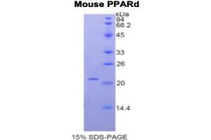 SDS-PAGE analysis of Mouse PPARD Protein.