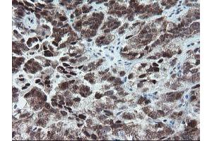 Image no. 3 for anti-Negative Regulator of Ubiquitin-Like Proteins 1 (NUB1) (AA 1-326) antibody (ABIN1490743)