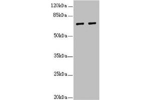 Western blot All lanes: IWS1 antibody at 3. (IWS1 anticorps  (AA 570-819))
