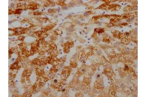 IHC image of ABIN7127329 diluted at 1:100 and staining in paraffin-embedded human liver tissue performed on a Leica BondTM system. (Recombinant AIF anticorps)