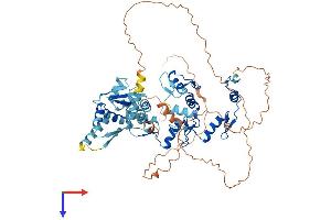 AlphaFold protein structure predicition of Mouse Recombinant Mynn Protein, UniprotID Q99MD8