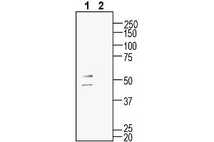 Western blot analysis of mouse  microglia cell line lysate:1. (G Protein-Coupled Receptor 132 anticorps  (Extracellular))