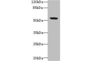 Western blot All lanes: PLEKHA8 antibody at 0. (PLEKHA8 anticorps  (AA 1-300))