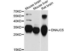 Western blot analysis of extracts of various cell lines, using DNAJC5 antibody (ABIN5997602) at 1/1000 dilution. (DNAJC5 anticorps)