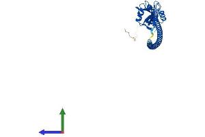 AlphaFold protein structure predicition of Human Recombinant CLEC4G Protein, UniprotID Q6UXB4